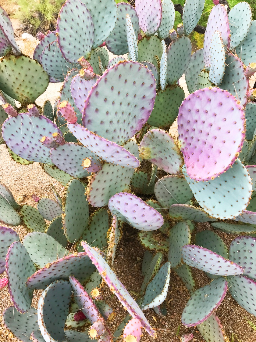 prickly_pear